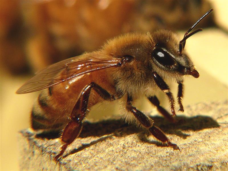 لماذا يُسمّى النحل الأفريقي بـ«القاتل»؟ – لكم-lakome2