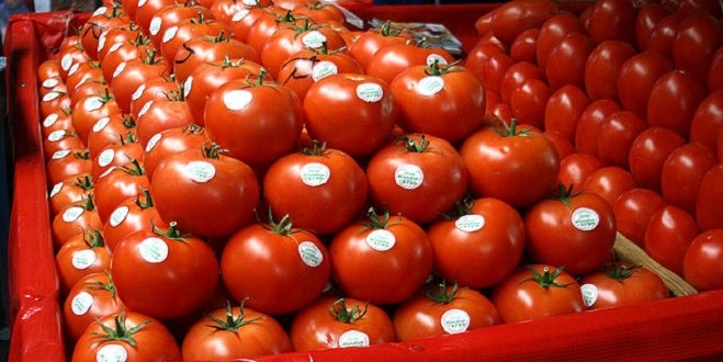 بقيمة 147 مليون أورو.. ألمانيا ترفع وارداتها من الطماطم المغربية إلى 70 مليون كلغ