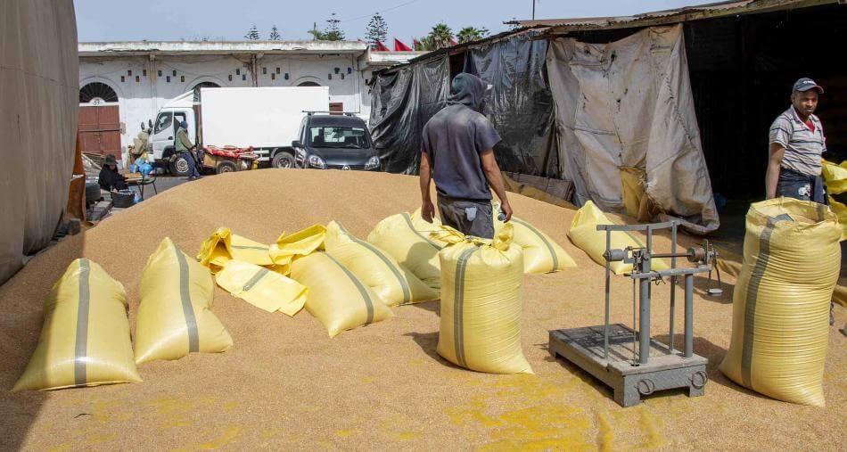 صادرات القمح الأوروبية تتحول إلى المغرب في موسم تظلله الحرب