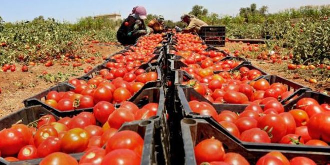 المغرب يفرض قيودا على تصدير الطماطم لكبح ارتفاع الأسعار محليا