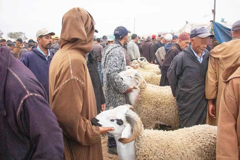 «دعه يبعبِع»… بعبعة الشارع